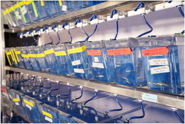 Zebrafish Laboratory -Image